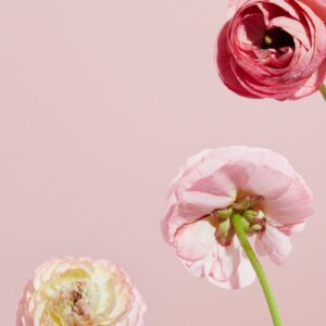 three pink flowers in a vase on a pink background